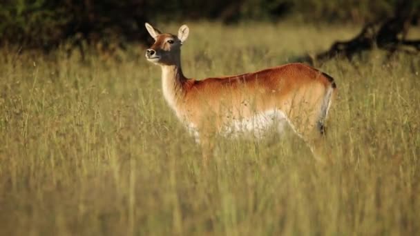 Allarme Antilope Lechwe Rossa Kobus Leche Piedi Alta Prateria Africa — Video Stock