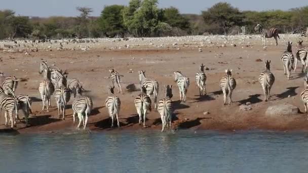平原ゼブラス エクウス ブルチェッリ ナミビアのエトーシャ国立公園の水飲み場 — ストック動画