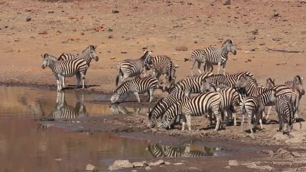 Herde Von Flachzebras Equus Burchelli Trinkwasser Pilanesberg Nationalpark Südafrika — Stockvideo