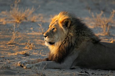 Büyük erkek Afrika aslanı (Panthera leo) sabahın erken saatlerinde, Kalahari çölü, Güney Afrika