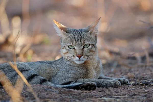 Portrait African Wild Cat Felis Silvestris Lybica Kalahari Desert South — Stock Photo, Image