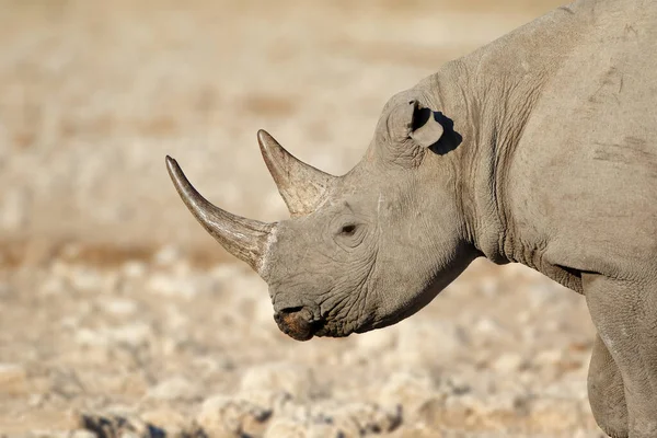 Portrét Nosorožce Černého Diceros Bicornis Národní Park Etosha Namibie — Stock fotografie