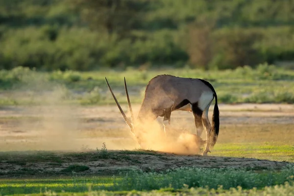 Μια Gemsbok Αντιλόπη Oryx Gazella Στη Σκόνη Κατά Την Ανατολή — Φωτογραφία Αρχείου