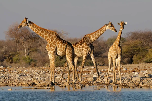 Girafas Giraffa Camelopardalis Buraco Água Parque Nacional Etosha Namíbia — Fotografia de Stock