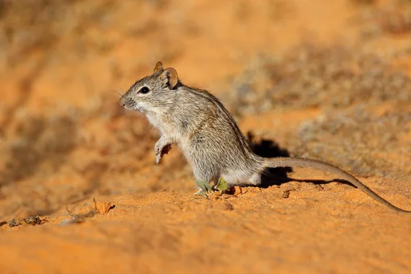 Small Striped Mouse Rhabdomys Pumilio Natural Habitat South Africa — Stock Photo, Image