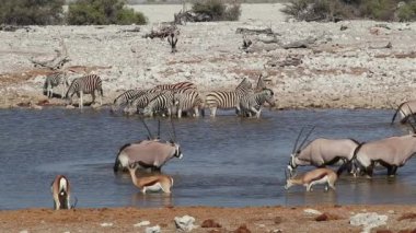 Zebralar, mücevherler ve Springfield antilopları Etosha Ulusal Parkı, Namibya 'da bir su birikintisinde içiyorlar.
