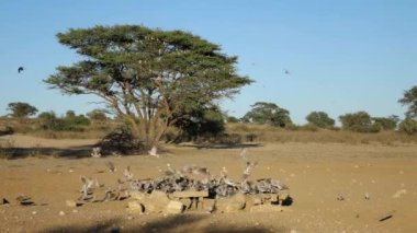 Cape kaplumbağa güvercinleri (Streptopelia capicola) Güney Afrika 'daki Kalahari çölünde bir su birikintisinde toplanıyor.