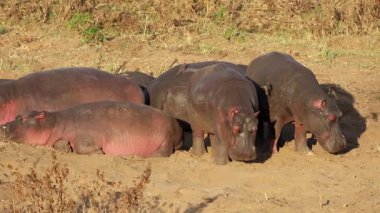 Bir grup su aygırı (Hippopotamus amfibi) Güney Afrika 'daki Kruger Ulusal Parkı' nda dinleniyor.