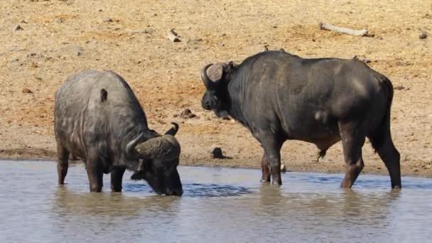 Búfalos Africanos Syncerus Caffer Agua Potable Río Parque Nacional Kruger — Vídeos de Stock