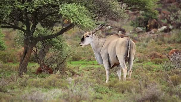 Eine Große Männliche Elfenantilope Tragelaphus Oryx Natürlichem Lebensraum Mokala Nationalpark — Stockvideo