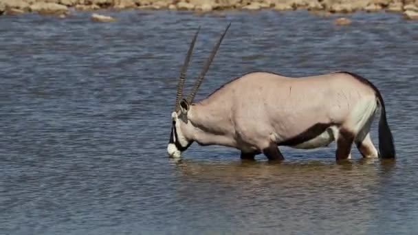 Antylopa Gemsbok Oryx Gazella Woda Pitna Park Narodowy Etosha Namibia — Wideo stockowe