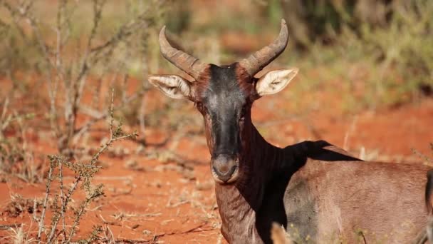 Portrait Une Antilope Tsessebe Damaliscus Lunatus Ruminant Tout Reposant Sur — Video