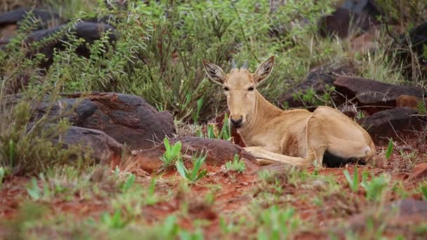 Kleines Rotwildkälbchen Alcelaphus Buselaphus Auf Dem Boden Liegend Mokala Nationalpark — Stockvideo