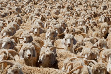 Angora keçileri, Güney Afrika 'nın kırsal kesimindeki bir otlakta tıkış tıkış.