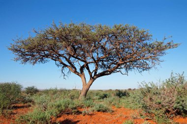 Afrika deve dikeni ağacı (Vachellia erioloba) mavi gökyüzüne karşı, Güney Afrika