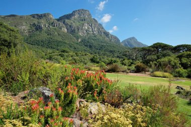 Kirstenbosch botanik bahçelerinin manzarası Güney Afrika 'daki Cape Town' daki Table Dağı 'nın arka planında.