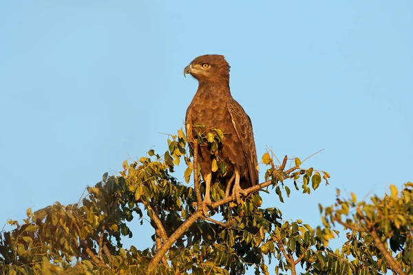 Brown Snake Eagle Circaetus Cinereus Perched Tree Kruger National Park — Stock Photo, Image