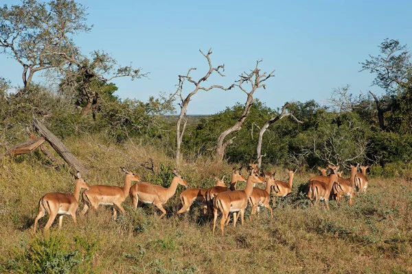 Stado Antylop Impala Aepyceros Melampus Rezerwat Dziczyzny Mkuze Rpa — Zdjęcie stockowe