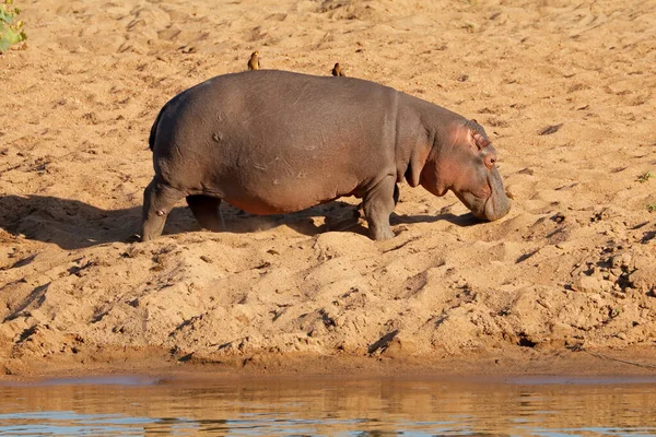 Hipopótamo Hippopotamus Amphibius Caminando Por Tierra Parque Nacional Kruger Sudáfrica — Foto de Stock