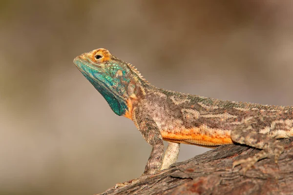 Самець Земної Агами Agama Aculeata Яскравими Кольорами Розмноження Пустеля Калахарі — стокове фото