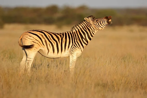 Równina Zebra Equus Burchelli Stojąca Łąkach Republika Południowej Afryki — Zdjęcie stockowe