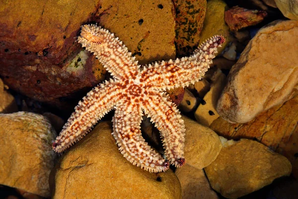 Colorful Yellow Orange Starfish Coastal Rock Pool South Africa — Stock Photo, Image