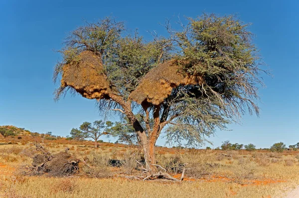 Arbusto Africano Con Grande Nido Comunale Tessitori Socievoli Philetairus Socius — Foto Stock