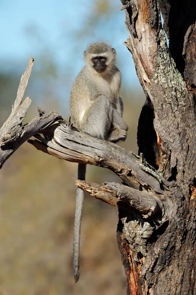 Vervet Monkey Cercopithecus Aethiops Sitting Tree South Africa — Stock Photo, Image