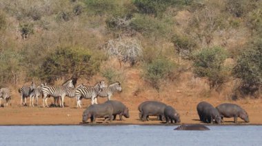 Su aygırları ve zebra sürüsü doğal bir barajda Kruger Ulusal Parkı, Güney Afrika