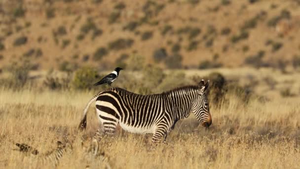 Cape Mountain Zebra Equus Zebra Pastvinách Doprovodnou Vránou Jihoafrická Republika — Stock video