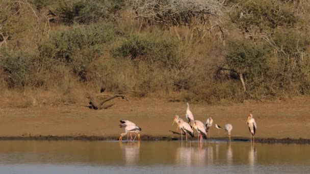 Cigüeñas Pico Amarillo Mycteria Ibis Alimentándose Aguas Poco Profundas Parque — Vídeos de Stock