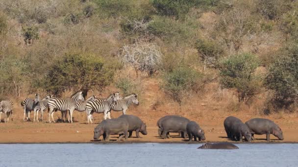 Flodhästar Och Hjord Slätter Zebror Vid Naturlig Damm Kruger National — Stockvideo