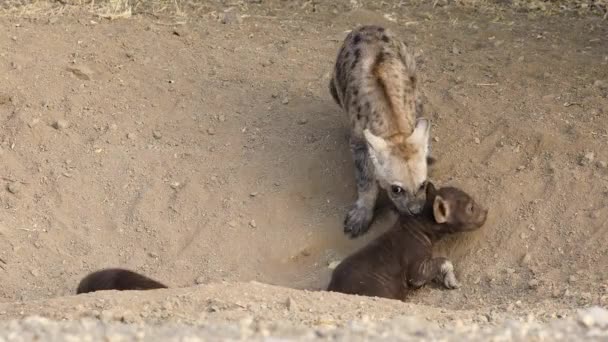 Oyuncu Benekli Sırtlan Crocuta Crocuta Yavruları Inlerinde Kruger Ulusal Parkı — Stok video