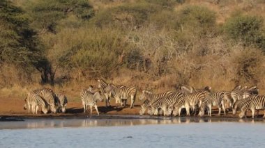 Zebra sürüsü (Equus burchelli) içme suyu, Kruger Ulusal Parkı, Güney Afrika