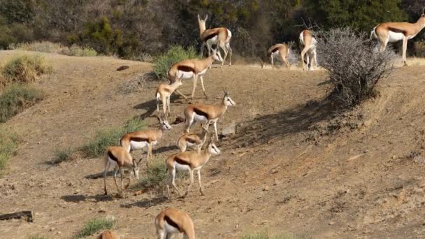 Springbok Antiloper Antidorcas Marsupialis Naturliga Livsmiljöer Sydafrika — Stockvideo