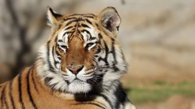 Sineklerden rahatsız olan büyük bir Bengal kaplanı portresi (Panthera tigris bengalensis)
