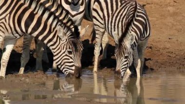Plains zebra (Equus burchelli) Güney Afrika 'da Pilanesberg Ulusal Parkı' nda bir su birikintisinde içme suyu
