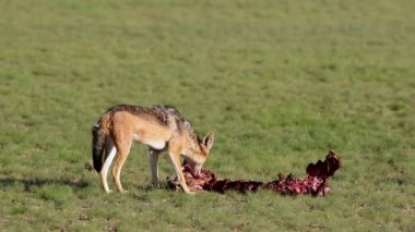 Siyah sırtlı çakallar (Canis mesomelas) Güney Afrika 'da Kalahari adlı bir antilobun kalıntılarını yiyorlar.