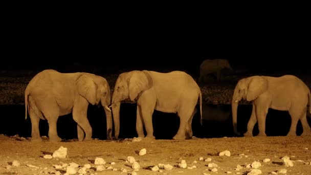 Elefantes Africanos Loxodonta Africana Pozo Agua Por Noche Parque Nacional — Vídeo de stock