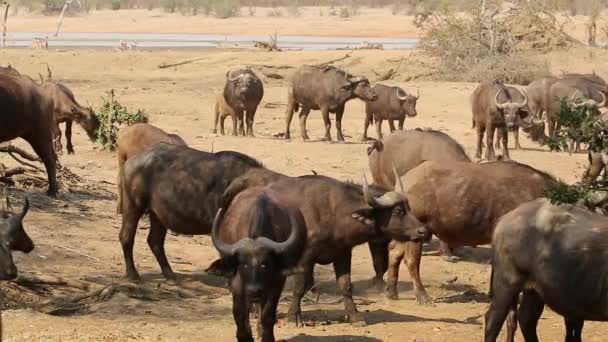 Troupeau Buffles Africains Syncerus Caffer Dans Habitat Naturel Parc National — Video