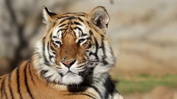 Portré Egy Nagy Bengáli Tigris Panthera Tigris Bengalensis Irritált Legyek — Stock videók
