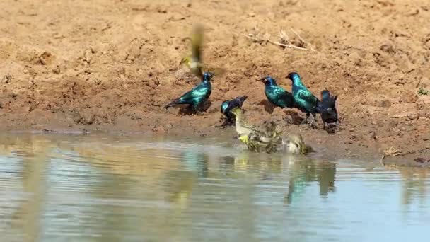 Cape Glossy Starlings Lamprotornis Nitens Água Potável África Sul — Vídeo de Stock