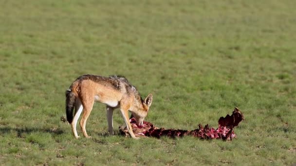 Black Backed Jackals Canis Mesomelas Scavenging Remains Antelope Kalahari South — Stock Video