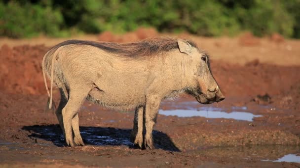 Twee Wrattenzwijnen Phacochoerus Africanus Drinken Bij Een Waterput Addo Elephant — Stockvideo