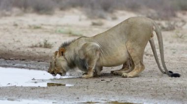 Bir çift Afrika aslanı (Panthera leo) Güney Afrika 'daki Kalahari çölünde su içiyorlar.