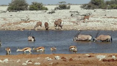 Kudu, gemsbok ve Springfield antilopları bir su birikintisinde içiyorlar, Etosha Ulusal Parkı, Namibya