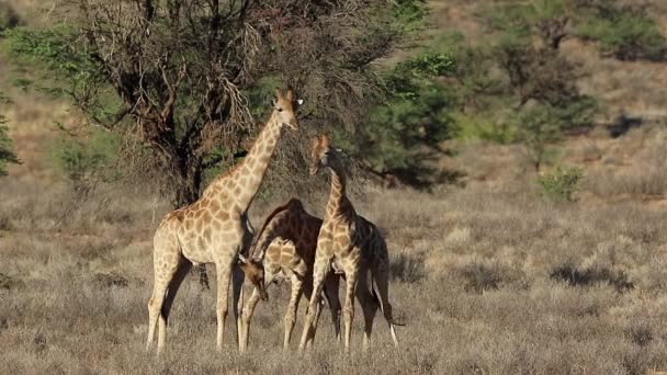 Twee Giraffe Stieren Giraffa Camelopardalis Vechten Kalahari Woestijn Zuid Afrika — Stockvideo