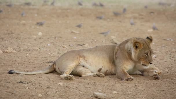 Lejoninna Panthera Leo Avkopplande Med Turturduvor Närheten Kalahari Öknen Sydafrika — Stockvideo