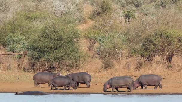 Hippos Hippopotamus Amfibie Land Buiten Het Water Kruger National Park — Stockvideo