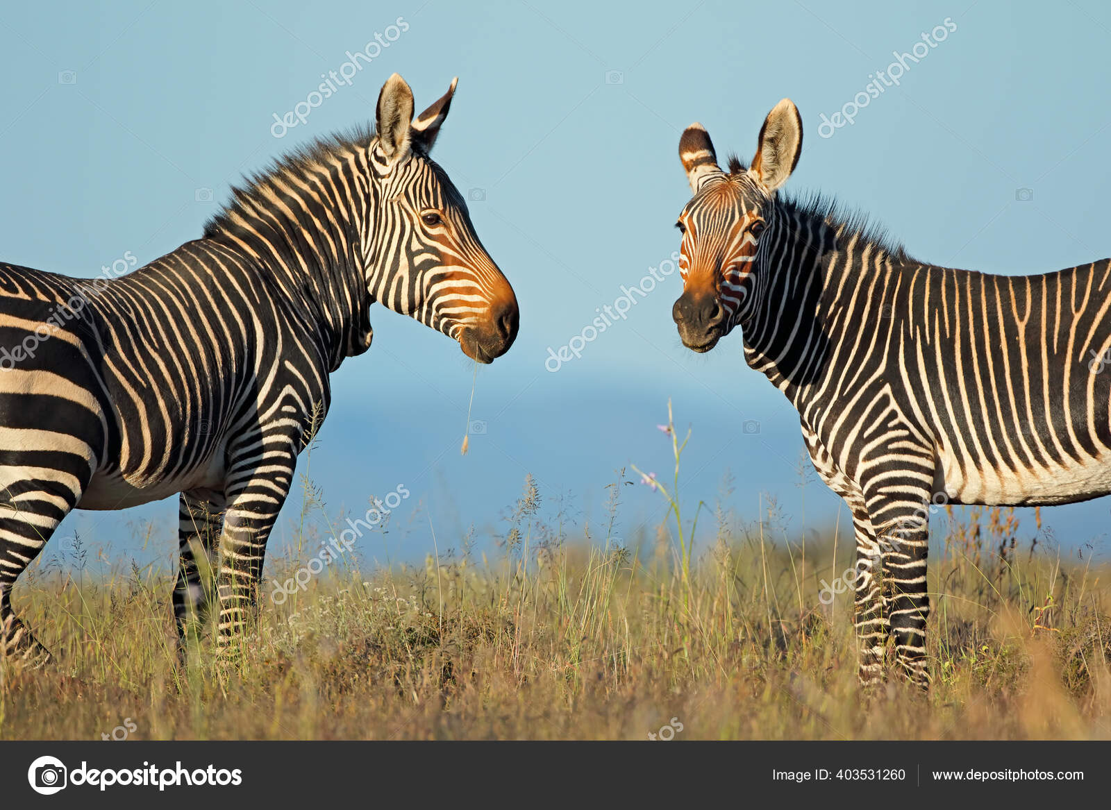 Cape Mountain Zebras Equus Zebra Natural Habitat Mountain Zebra National Stock Photo by ©EcoPic 403531260 Cape Mountain Zebras Equus Zebra Natural Habitat Mountain Zebra National Stock Photo by ©EcoPic 403531260